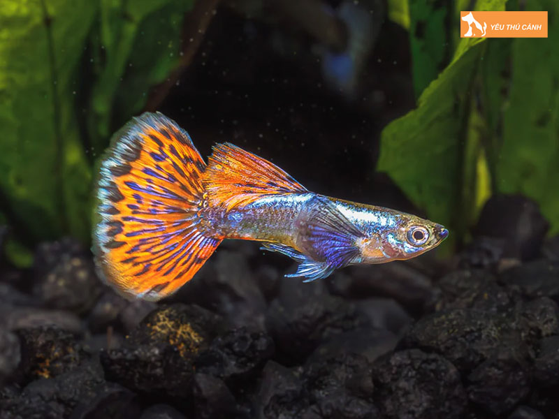 Cach-nuoi-ca-dumbo-chi-tiet-thucanh