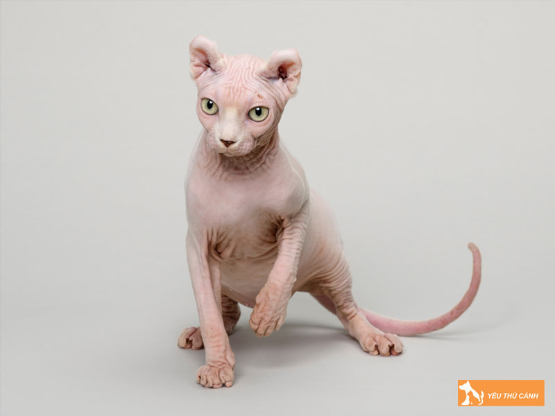 Dac-diem-ngoai-hinh-cua-meo-dwelf-thucanh