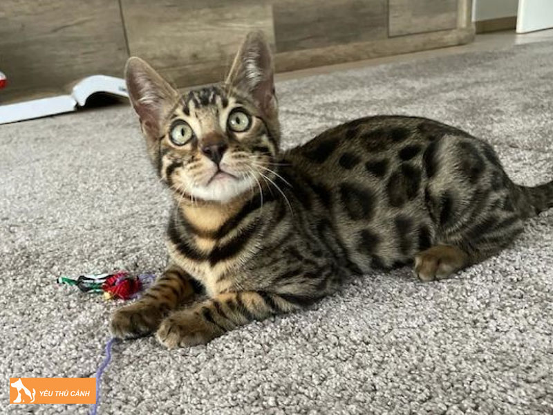 Dac-diem-ngoai-hinh-noi-bat-cua-meo-cheetoh-thucanh