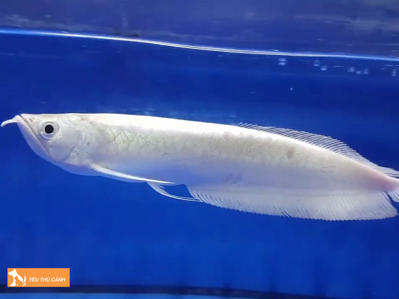 Dac-diem-nhan-dang-ca-rong-bach-kim-platinum-thucanh