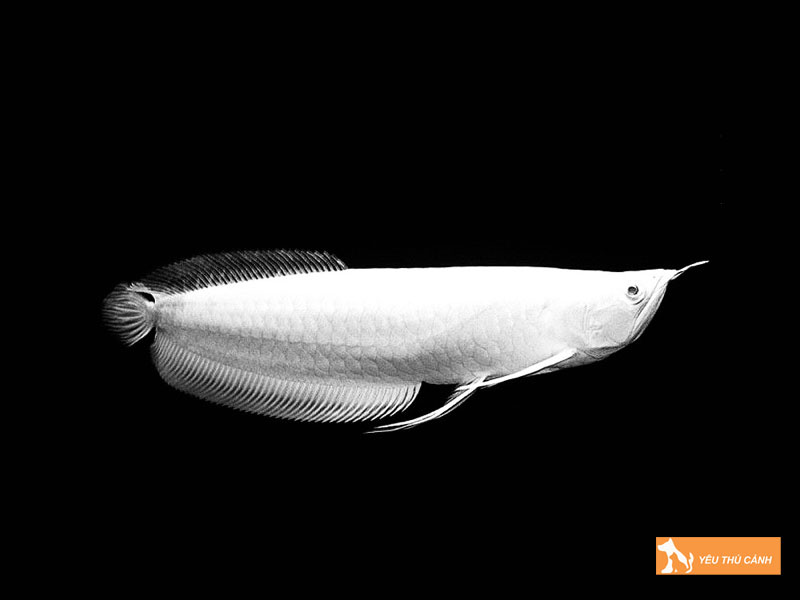 Gia-tri-va-gia-ca-ca-rong-bach-kim-platinum-thucanh