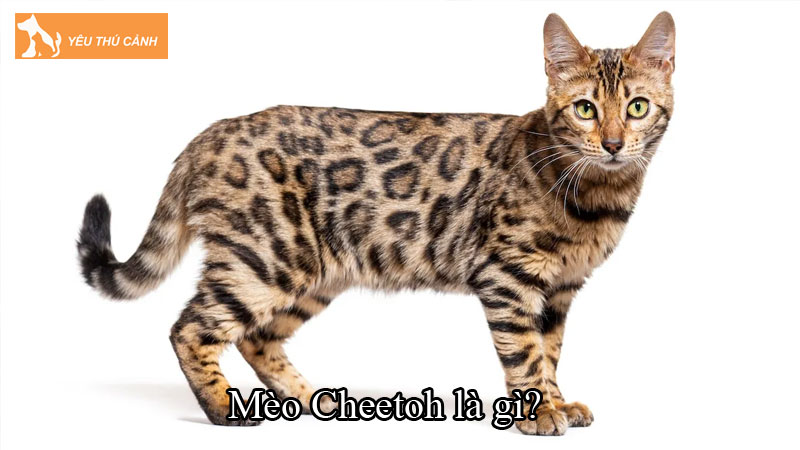 Mèo Cheetoh là gì? Khám phá những điều thú vị về loài mèo này