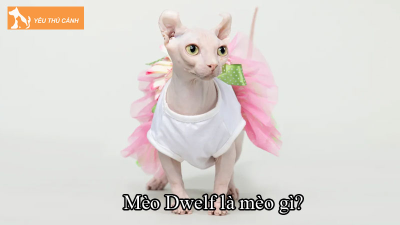 Mèo Dwelf là mèo gì? Cách nuôi chuẩn của giống mèo không lông