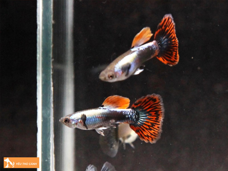 Meo-giup-ca-dumbo-khoe-va-len-mau-dep-thucanh