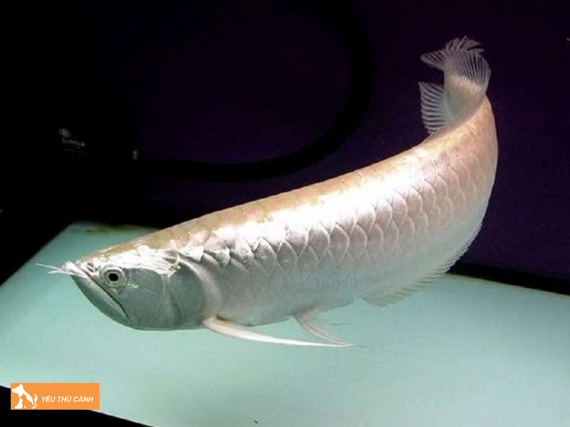 Mot-so-benh-thuong-gap-o-ca-rong-bach-kim-platinum-va-cach-chua-tri-thucanh