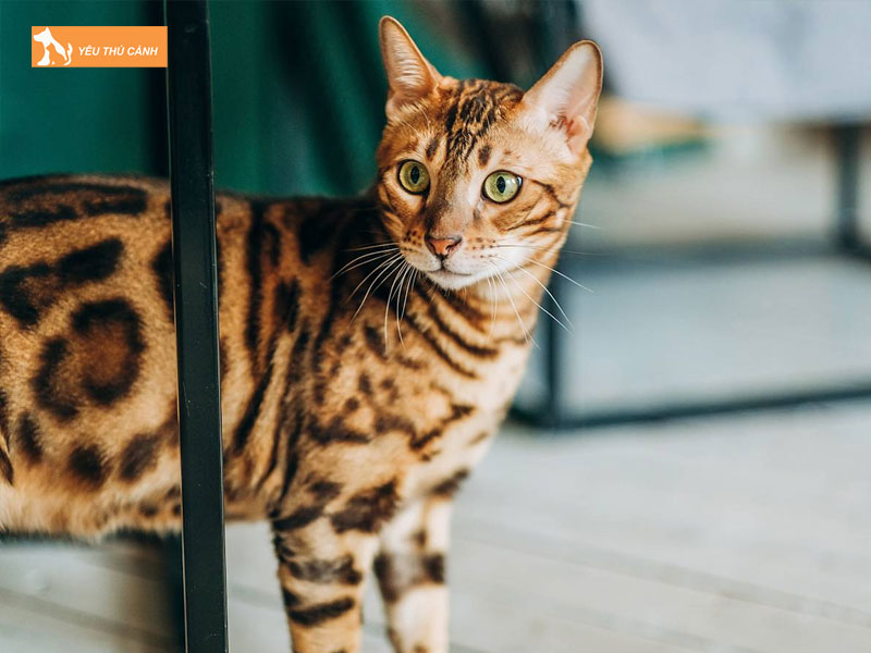 Nguon-goc-cua-meo-cheetoh-thucanh