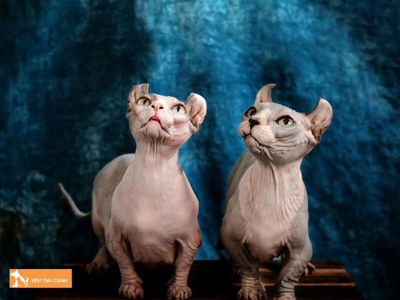 Nguon-goc-meo-dwelf-thucanh