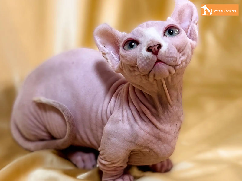 Nhung-benh-thuong-gap-va-cach-cham-soc-suc-khoe-thucanh