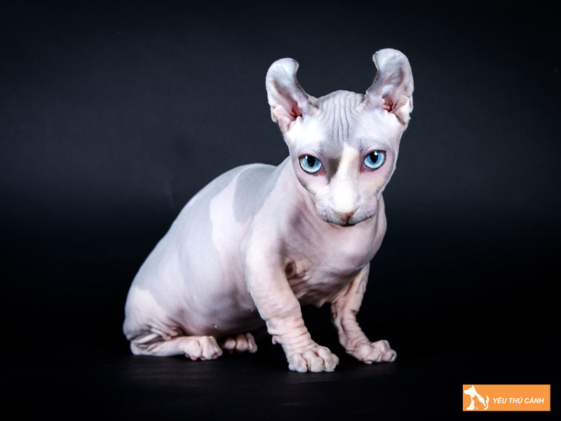 Tinh-cach-meo-dwelf-thucanh