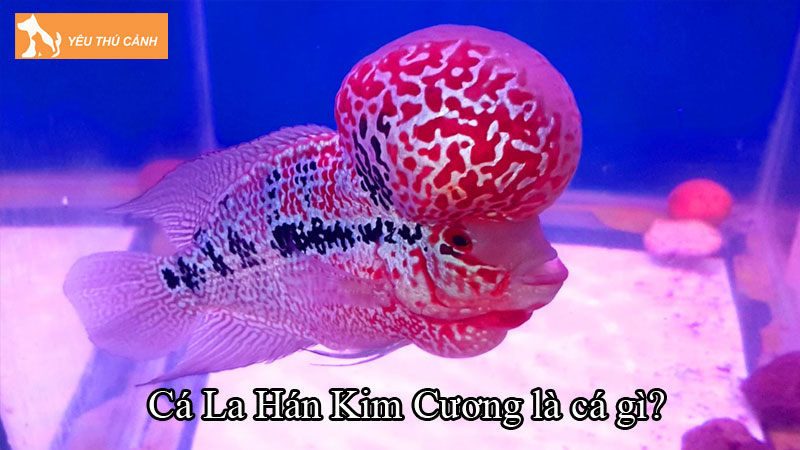 Cá La Hán Kim Cương là cá gì? Cách nuôi giúp cá phát triển tốt