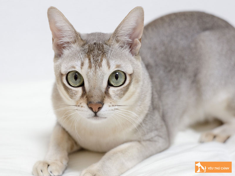 Cac-van-de-suc-khoe-thuong-gap-thucanh