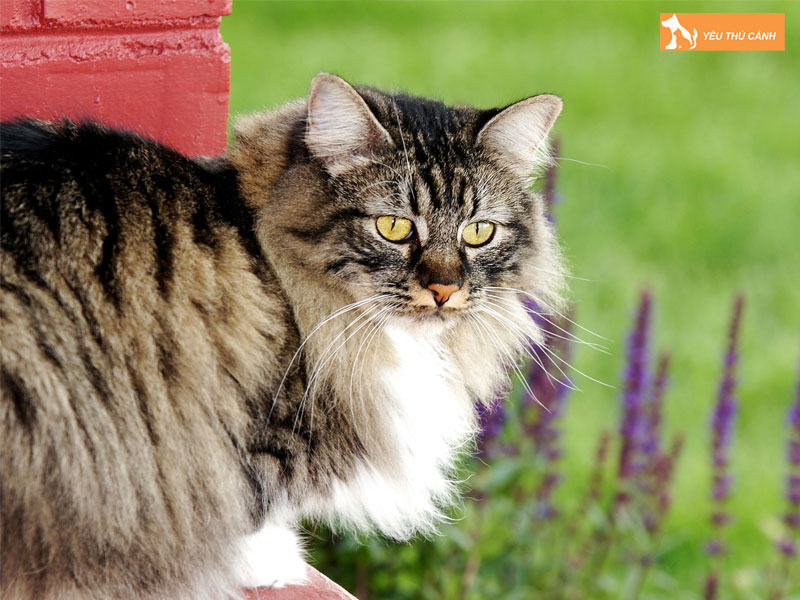 Cach-nuoi-meo-cymric-khoa-hoc-va-thong-minh-thucanh