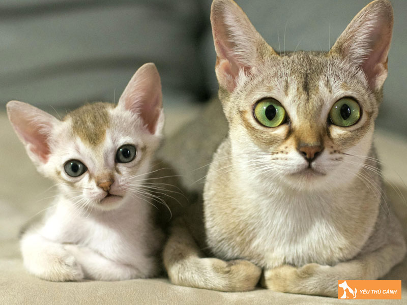 Cach-nuoi-meo-singapura-1-thucanh