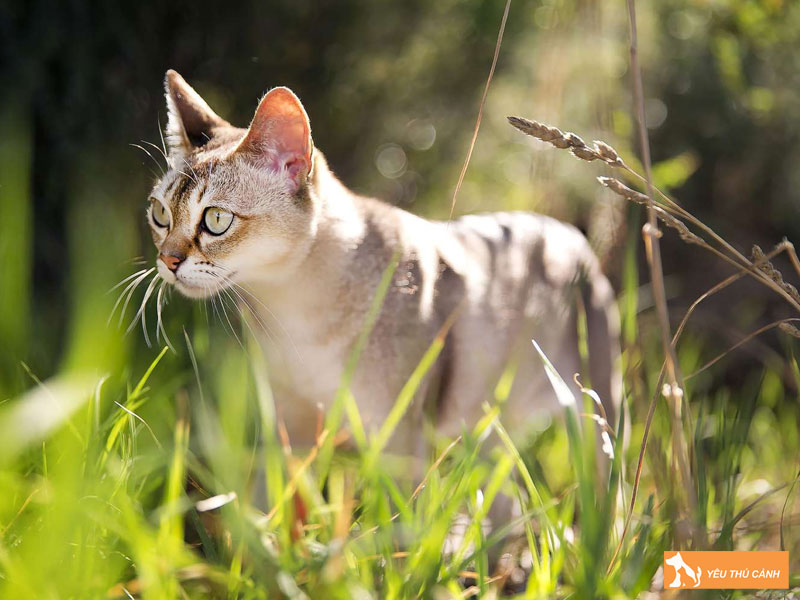 Cach-nuoi-meo-singapura-thucanh