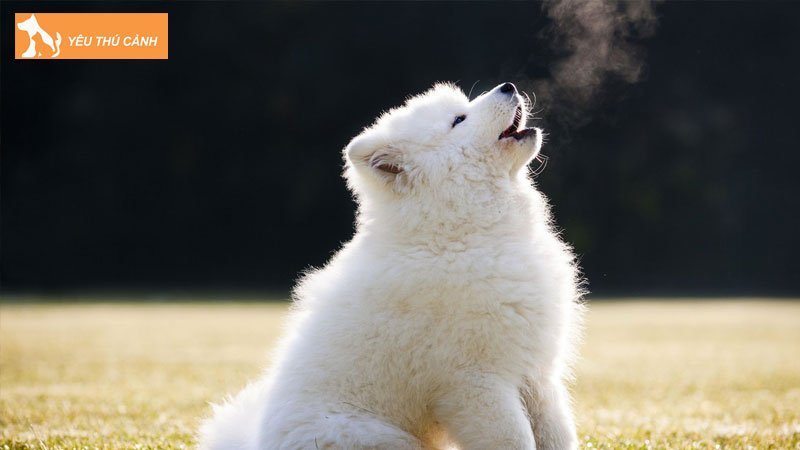 Chó Tru, Chó Hú Có Điềm Gì Không? Đánh Con Gì?