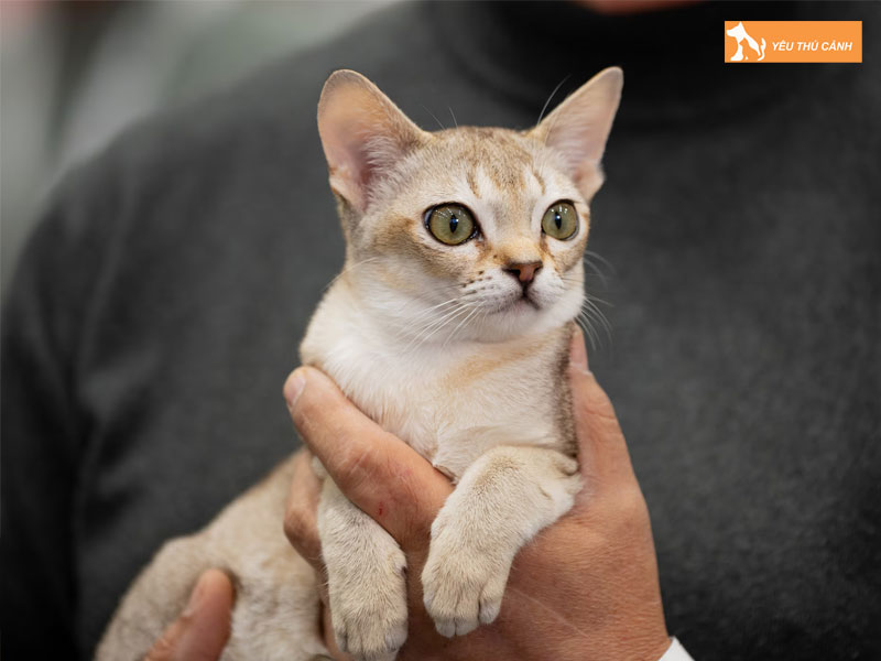Dac-diem-ngoai-hinh-cua-meo-singapura-thucanh