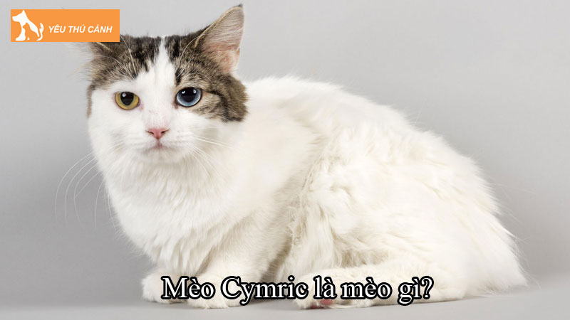 Mèo Cymric là mèo gì? Cách nuôi mèo khoa học, thông minh