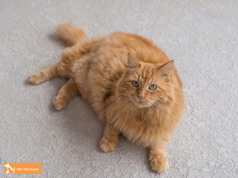 Meo-cymric-trong-nhu-the-nao-thucanh