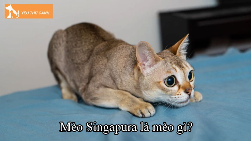 Mèo Singapura là mèo gì? Cách nuôi loài mèo dễ thương này