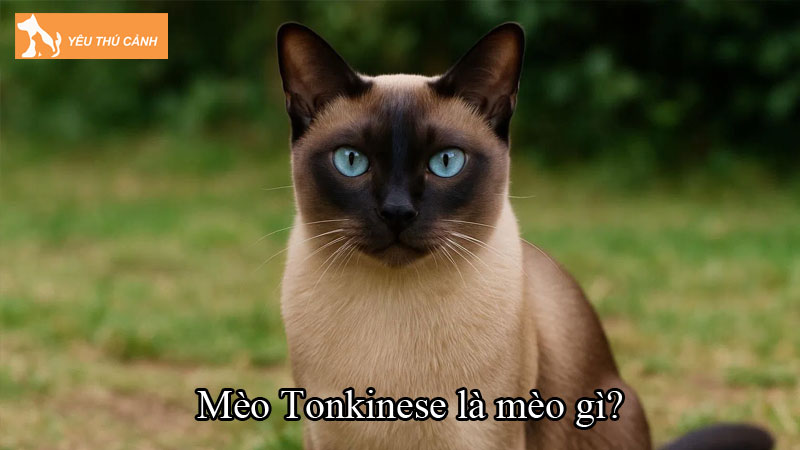 Mèo Tonkinese là mèo gì? Cách nuôi mèo khỏe mạnh, vui vẻ