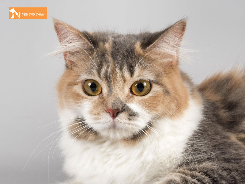 Nguon-goc-cua-meo-cymric-thucanh