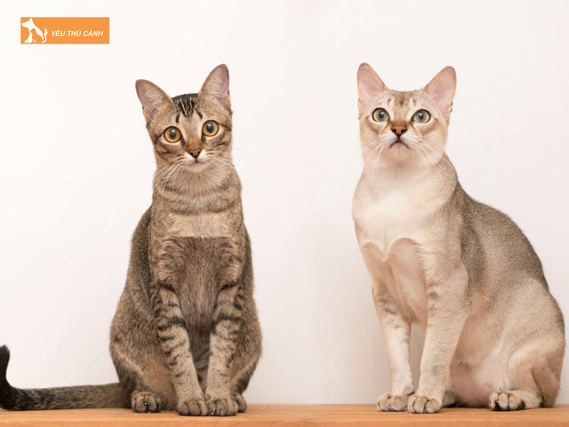 Nguon-goc-cua-meo-singapura-thucanh