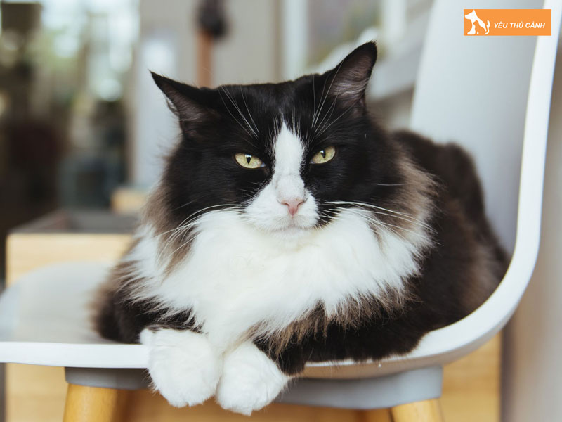 Nhung-benh-thuong-gap-o-meo-cymric-va-cach-xu-ly-thucanh