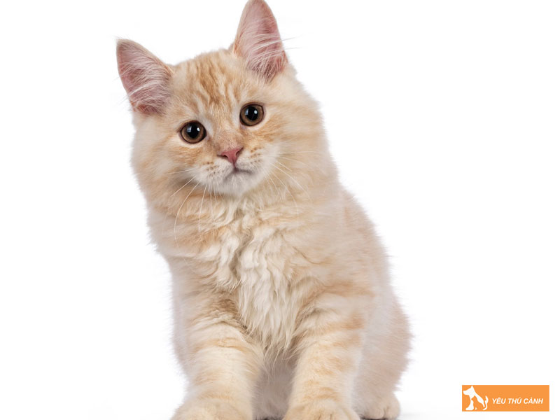 Tinh-cach-cua-meo-cymric-thucanh