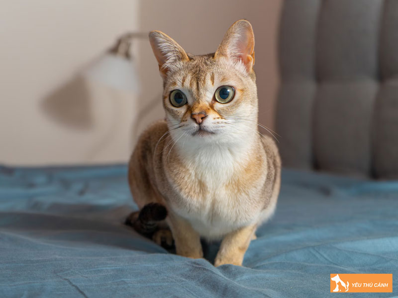 Tinh-cach-cua-meo-singapura-thucanh