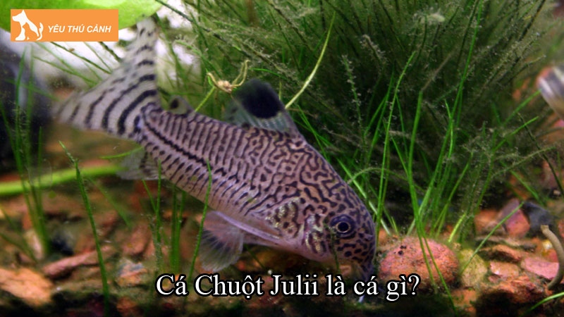 Cá Chuột Julii là cá gì? Đặc điểm, môi trường sống và cách nuôi