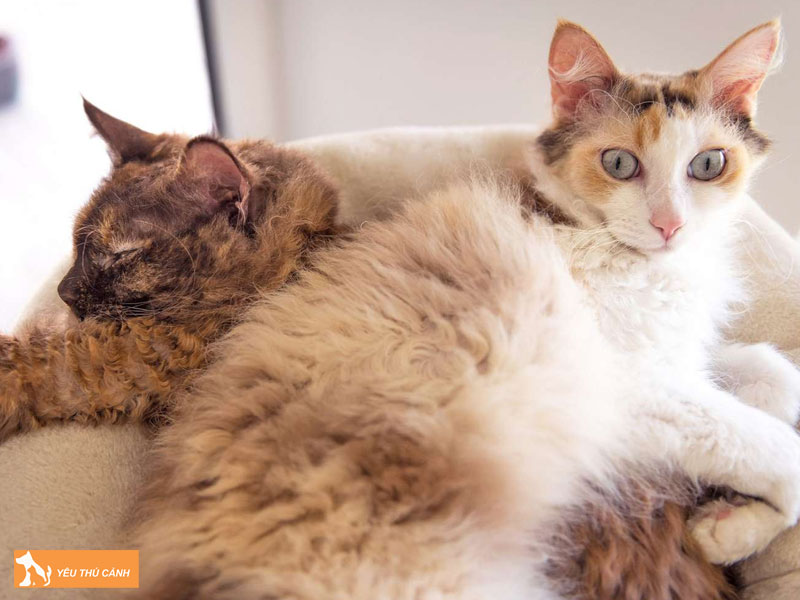 Cac-van-de-suc-khoe-thuong-gap-cua-loai-meo-nay-thucanh