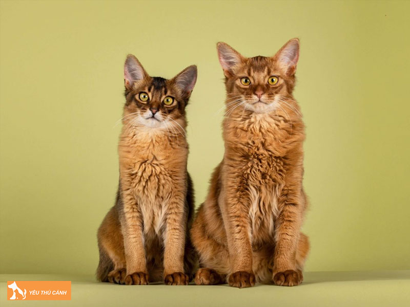 Cac-van-de-suc-khoe-thuong-gap-thucanh