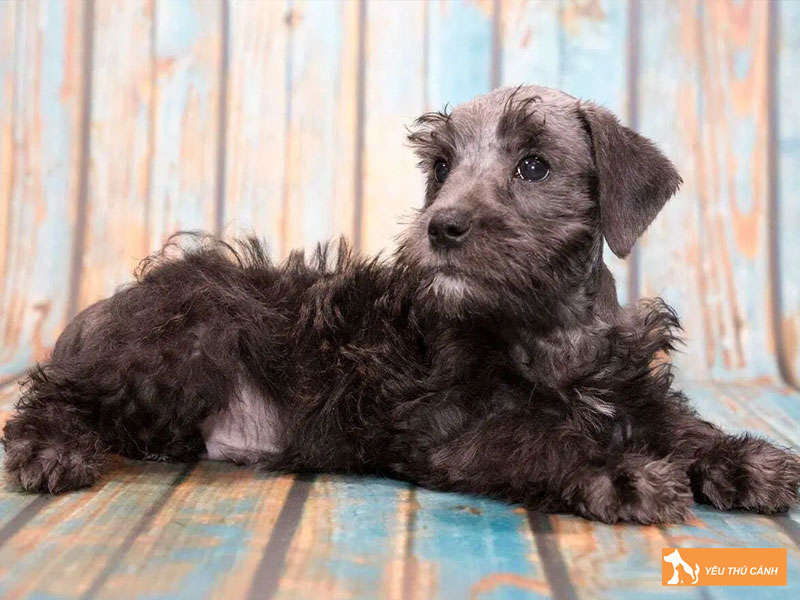 Cach-cham-soc-cho-schnoodle-khoe-manh-1-thucanh