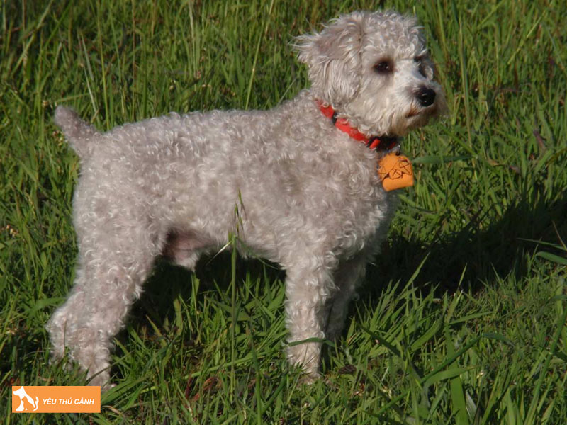 Cach-cham-soc-cho-schnoodle-khoe-manh-2-thucanh