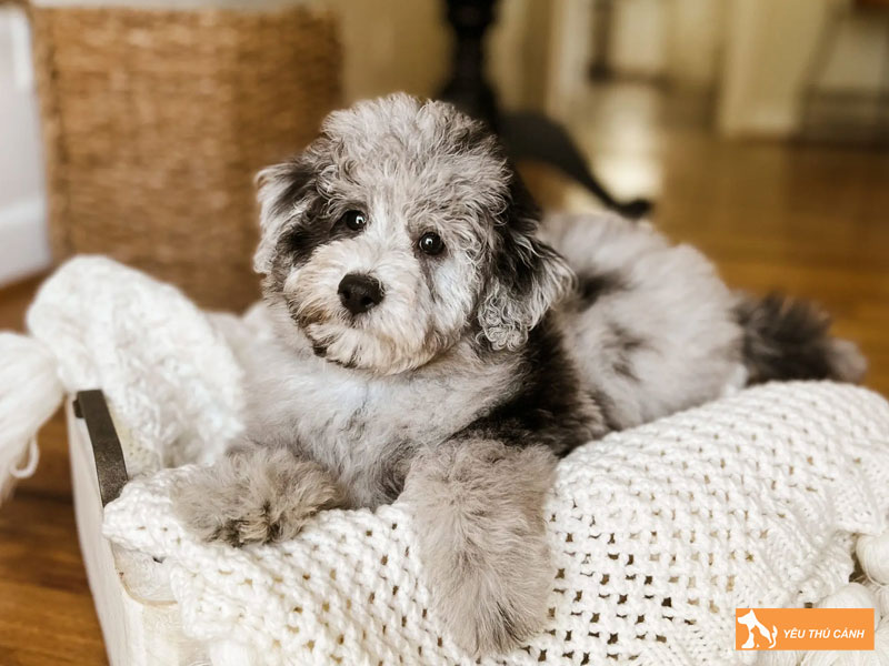 Cach-cham-soc-cho-schnoodle-khoe-manh-thucanh