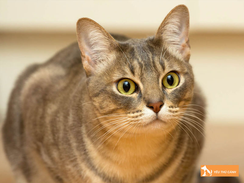 Cach-cham-soc-meo-australian-mist-thucanh