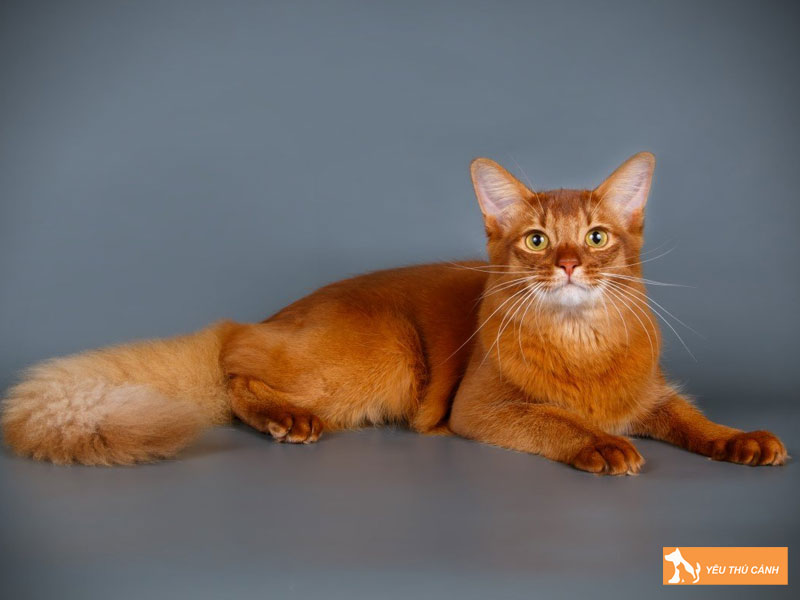 Cach-cham-soc-meo-somali-khoe-manh-thucanh