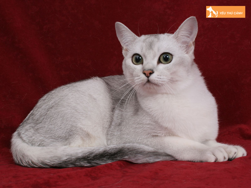 Cach-cham-soc-suc-khoe-meo-burmilla-chuan-2-thucanh