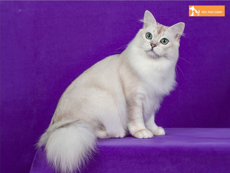 Cach-cham-soc-suc-khoe-meo-burmilla-chuan-3-thucanh