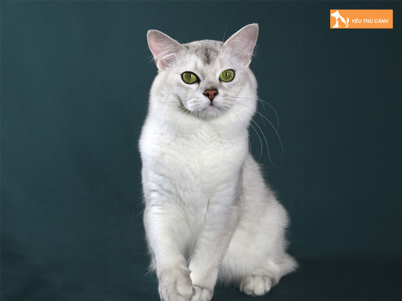 Cach-cham-soc-suc-khoe-meo-burmilla-chuan-thucanh