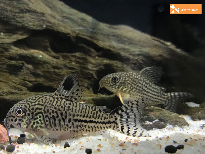 Cach-nuoi-ca-chuot-julii-khoe-manh-thucanh