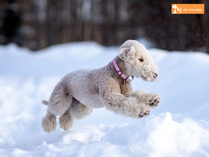 Cach-nuoi-cho-bedlington-terrier-dung-ky-thuat-1-thucanh