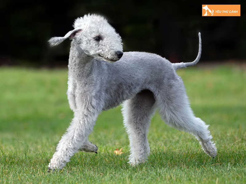 Cach-nuoi-cho-bedlington-terrier-dung-ky-thuat-thucanh