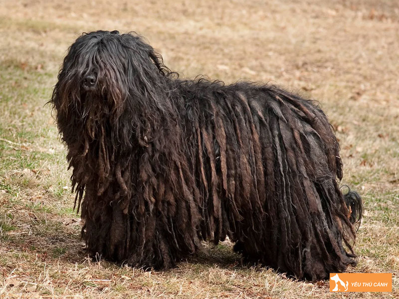 Cach-nuoi-cho-bergamasco-shepherd-hieu-qua-1-thucanh