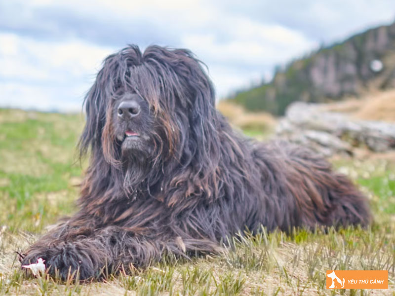 Cach-nuoi-cho-bergamasco-shepherd-hieu-qua-2-thucanh