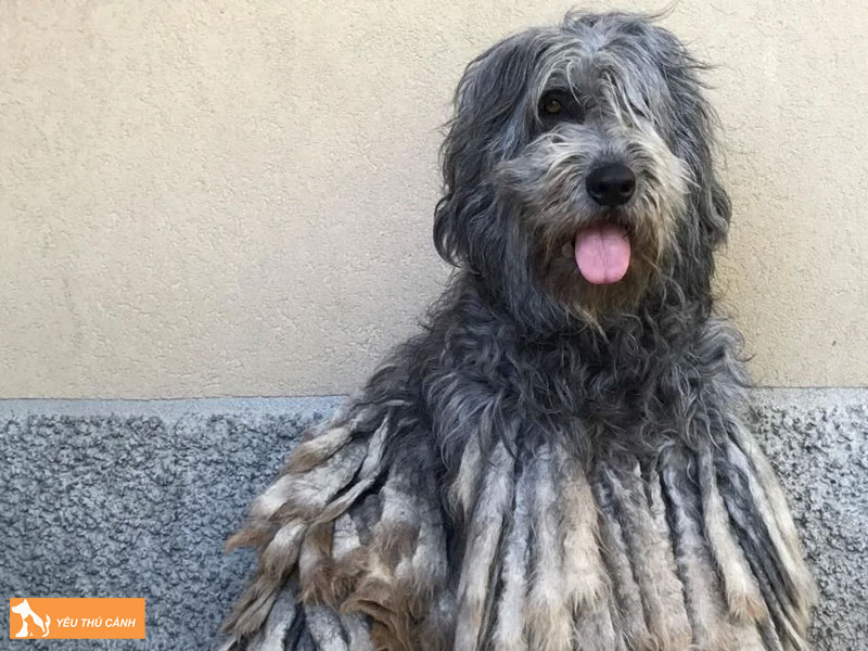 Cach-nuoi-cho-bergamasco-shepherd-hieu-qua-thucanh