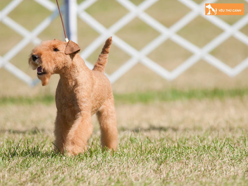Cach-nuoi-cho-lakeland-terrier-1-thucanh