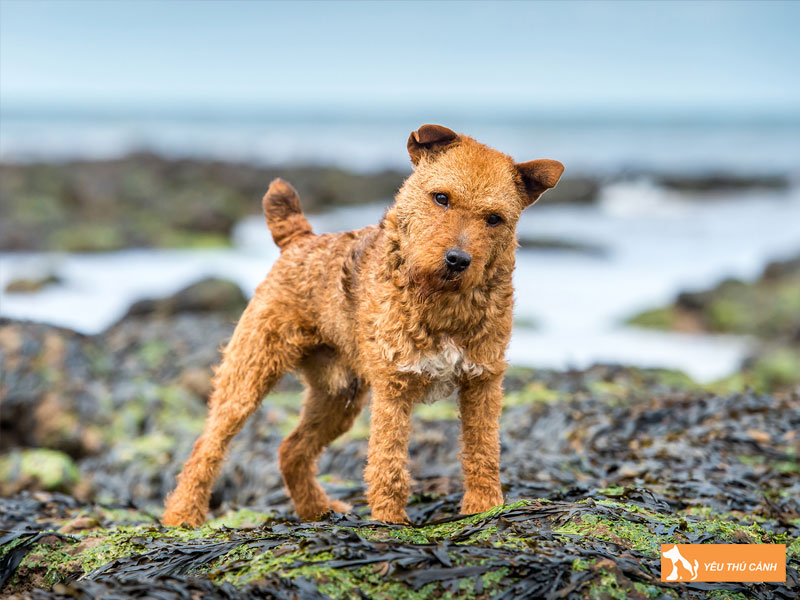 Cach-nuoi-cho-lakeland-terrier-thucanh