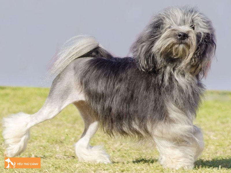 Cach-nuoi-cho-lowchen-hieu-qua-1-thucanh