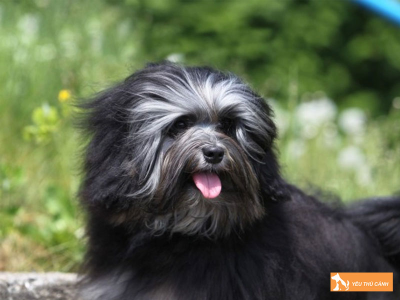 Cach-nuoi-cho-lowchen-hieu-qua-2-thucanh